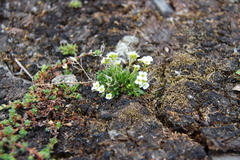 Draba lactea