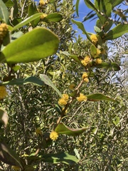 Azara uruguayensis