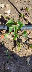 Oxalis latifolia