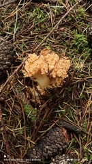 Ramaria rasilispora