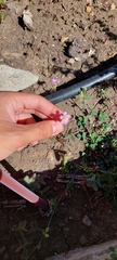 Oxalis latifolia