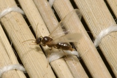 Lasius emarginatus