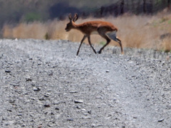 Raphicerus campestris campestris