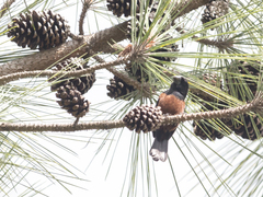 Sporophila angolensis