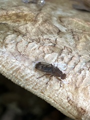 Suillia variegata