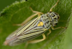 Graphocephala hieroglyphica