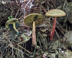 Boletellus chrysenteroides