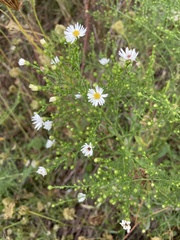 Symphyotrichum dumosum