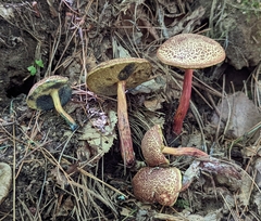 Boletellus chrysenteroides