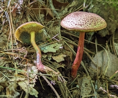 Boletellus chrysenteroides
