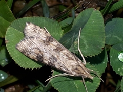 Nomophila nearctica