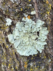 Flavopunctelia flaventior