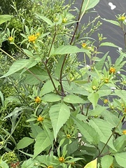 Bidens connata
