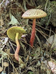 Boletellus chrysenteroides