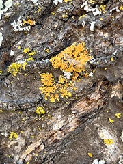 Xanthomendoza