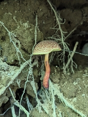 Boletellus chrysenteroides
