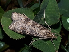 Nomophila nearctica