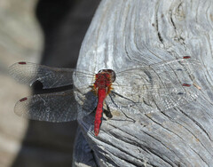 Sympetrum internum