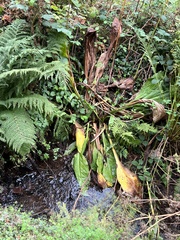 Lysichiton americanus