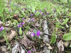 Polygaloides paucifolia