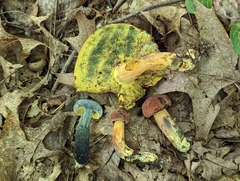 Boletus sensibilis