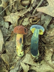 Boletus sensibilis