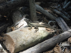 Basiliscus basiliscus