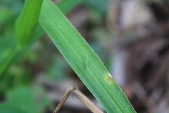 Cicadellinae
