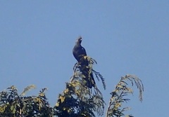 Corythaixoides concolor