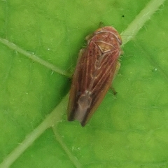 Idiodonus cruentatus