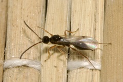 Proctotrupidae
