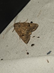 Protorthodes alfkenii