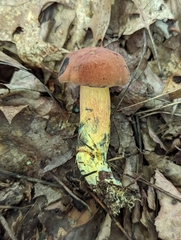 Boletus sensibilis