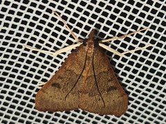 Uresiphita reversalis