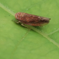Idiodonus cruentatus