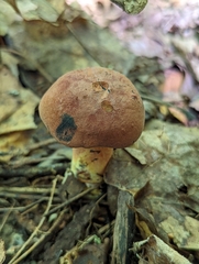 Boletus sensibilis