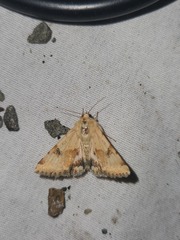 Heliothis phloxiphaga