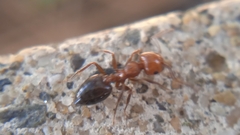 Crematogaster schmidti