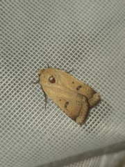 Dichagyris variabilis