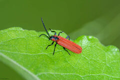 Lygistopterus sanguineus