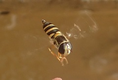 Ischiodon aegyptius