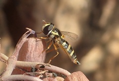 Ischiodon aegyptius