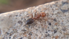 Crematogaster schmidti