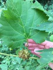 Ampelomyia vitiscoryloides