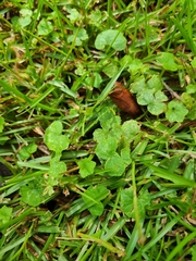 Hydrocotyle bowlesioides