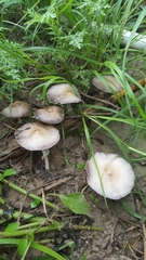 Candolleomyces tuberculatus