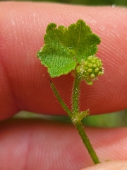 Hydrocotyle bowlesioides