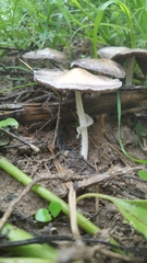 Candolleomyces tuberculatus