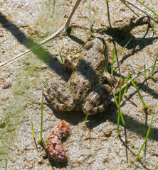 Rana luteiventris