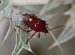 Codophila varia
